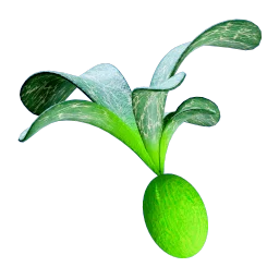 Cherimoya Rotsac