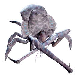 Dead Coral Crab