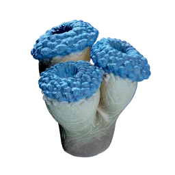 False Fission Drum