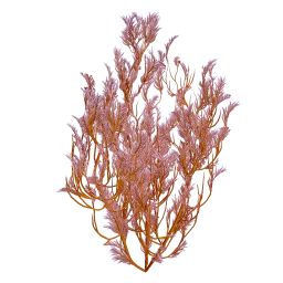 Feather Kelp