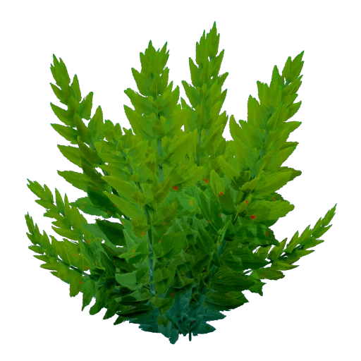 Fern Kelp