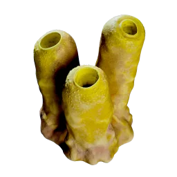 Jack Sponge